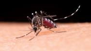 São Luís teve mais de 1.600 casos de chikungunya em 2023