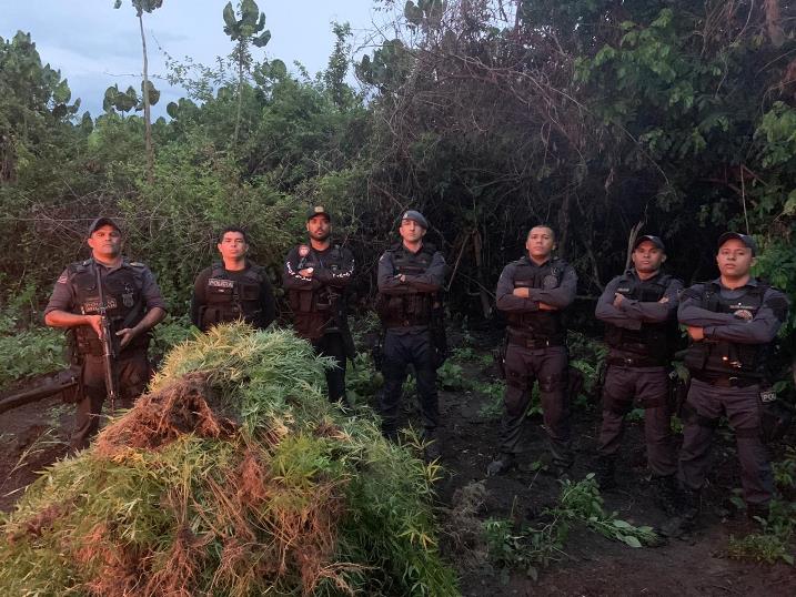 Plantação de maconha é incinerada no MA