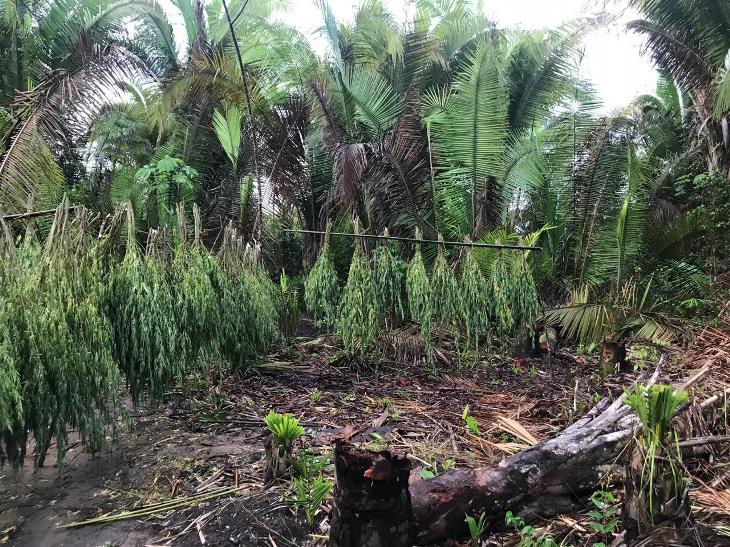 Plantação maconha em Pedro do Rosário