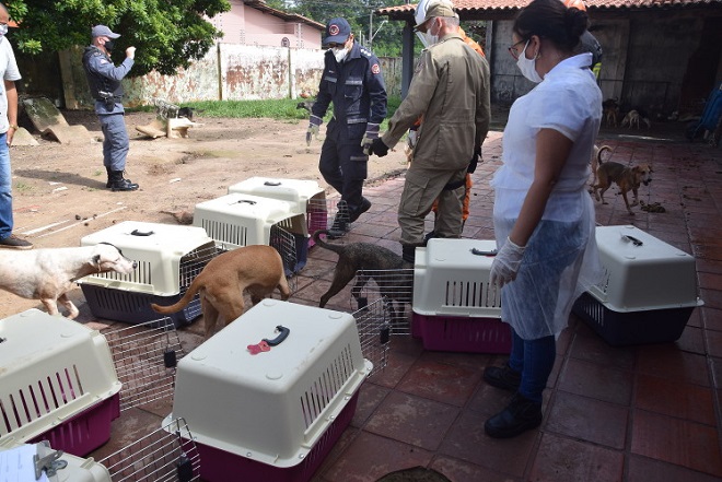 Cães sendo retirados da residência da idosa (Imagem: MPMA)