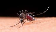  São Luís: Semus intensifica combate ao mosquito Aedes aegypti 