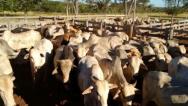 Campanha contra febre aftosa é prorrogada por mais 15 dias