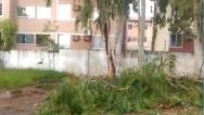  Árvores oferecem perigo a moradores da Cohama.