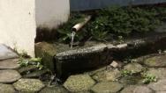 Vazamento de água em condomínio no bairro Vicente Fialho. 
