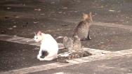 Justiça determina solução para "Praça dos Gatos" em São Luís
