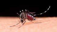 MA tem aumento de quase 500% em casos de Dengue, Zika e Chikungunya em 2022