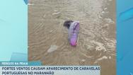 Fortes ventos causam aparecimento de caravelas-portuguesas no Maranhão 