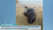Pesquisadores alertam o perigo de animais marinhos encalhados nas praias do  MA