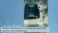 Morre o cão “Vigilante”, atropelado após suposto caso de abandono