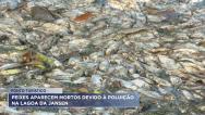 Milhares de peixes aparecem mortos devido à poluição na Lagoa da Jansen 