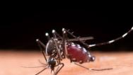 Casos de dengue no Brasil ultrapassam meio milhão em 2024