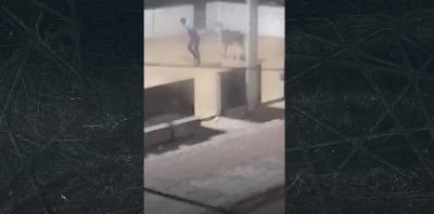 Homem é flagrado abusando sexualmente de jumenta em São Luís