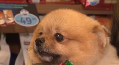 Saiba como proteger os pets dos fogos de artifício nas festas de fim de ano