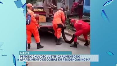 Período chuvoso justifica aparecimento de cobras em residências do MA         